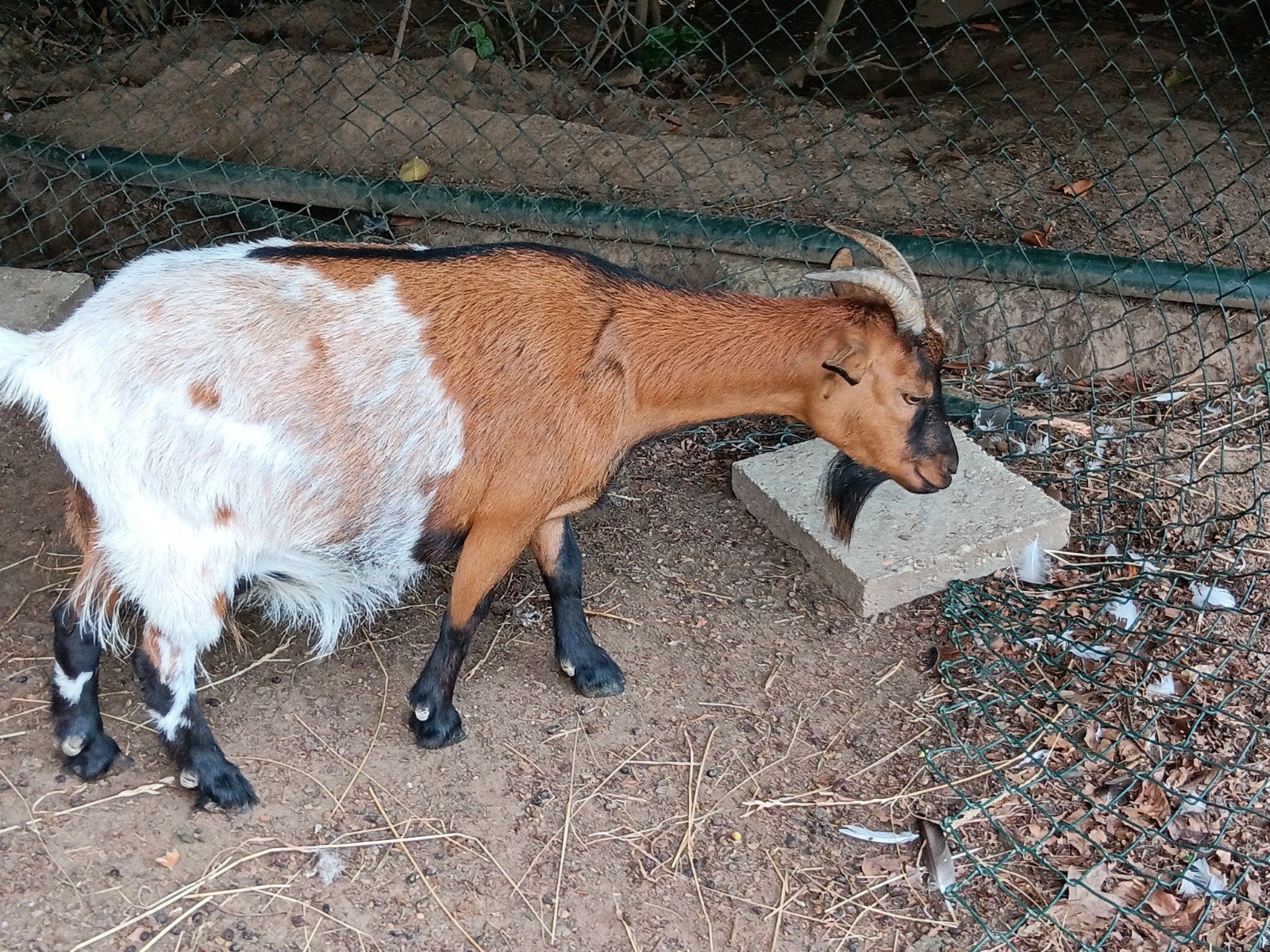 Dwerggeit Bella, Dieren en Toebehoren, Vrouwelijk, Geit