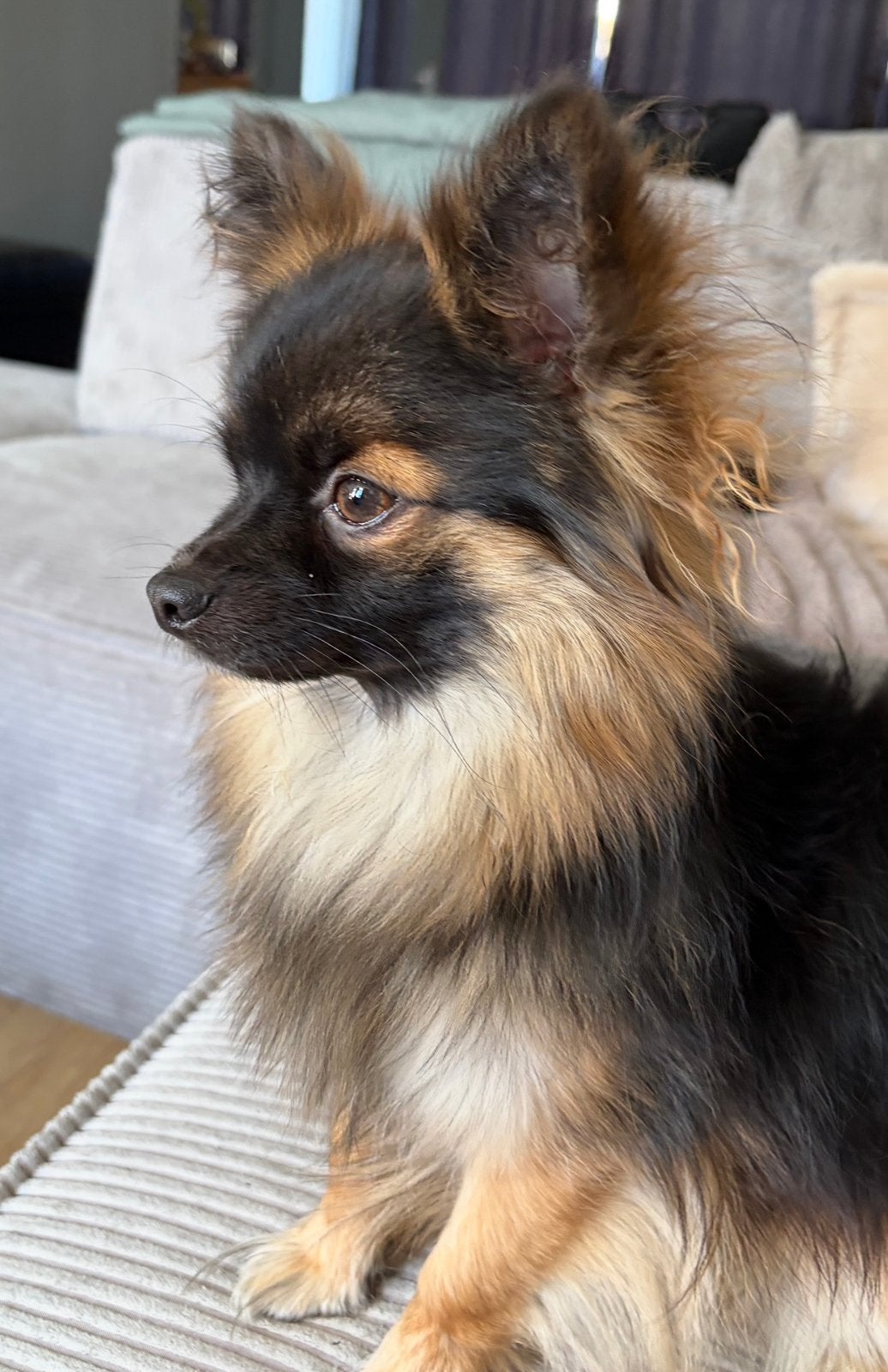 Chihuahua reu staat ter dekking (dekreu is niet te koop!), Dieren en Toebehoren, Reu, CDV (hondenziekte), 1 tot 2 jaar, Eén hond