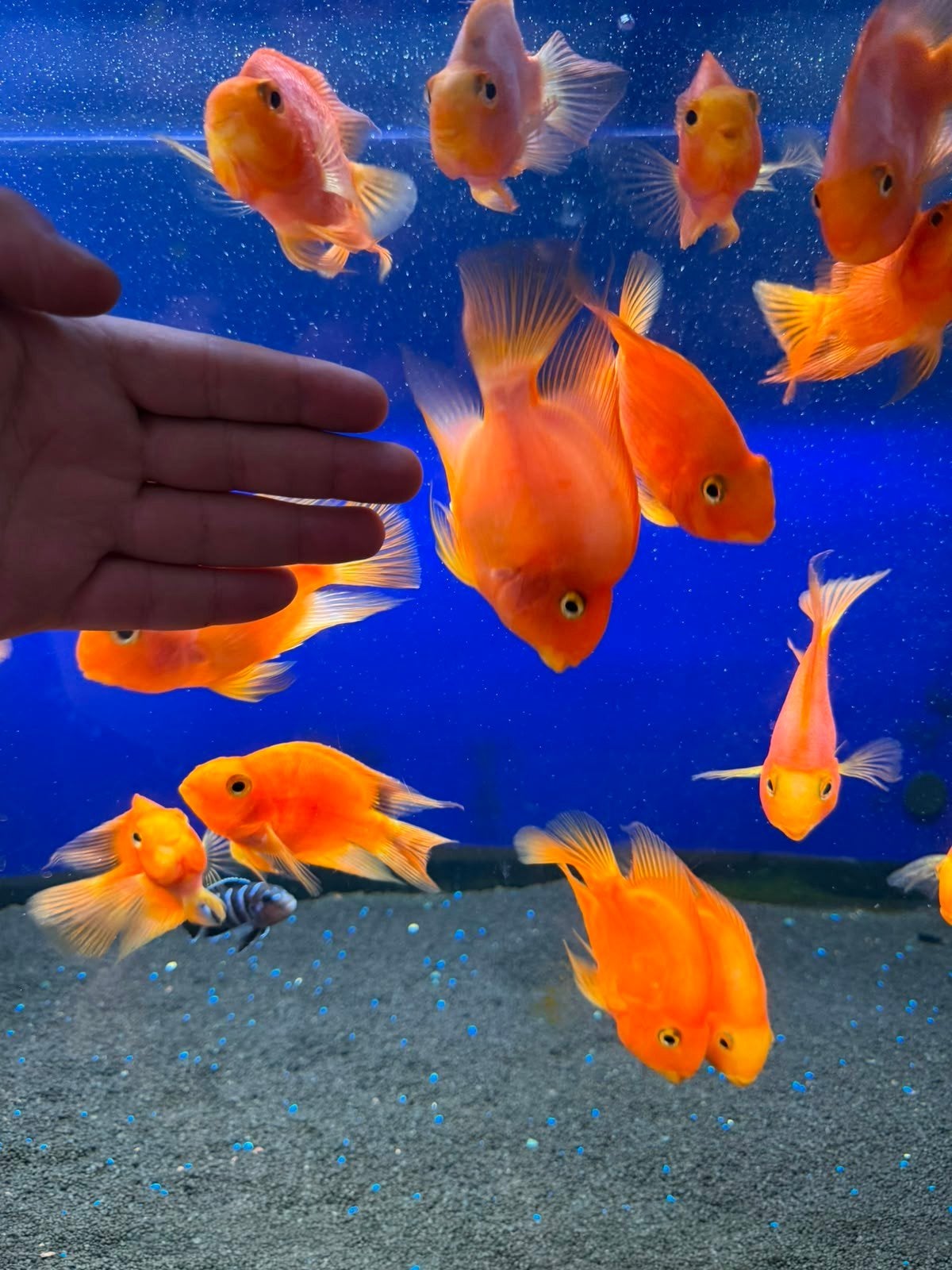 papegaaivis zonder aquarium, Vis
