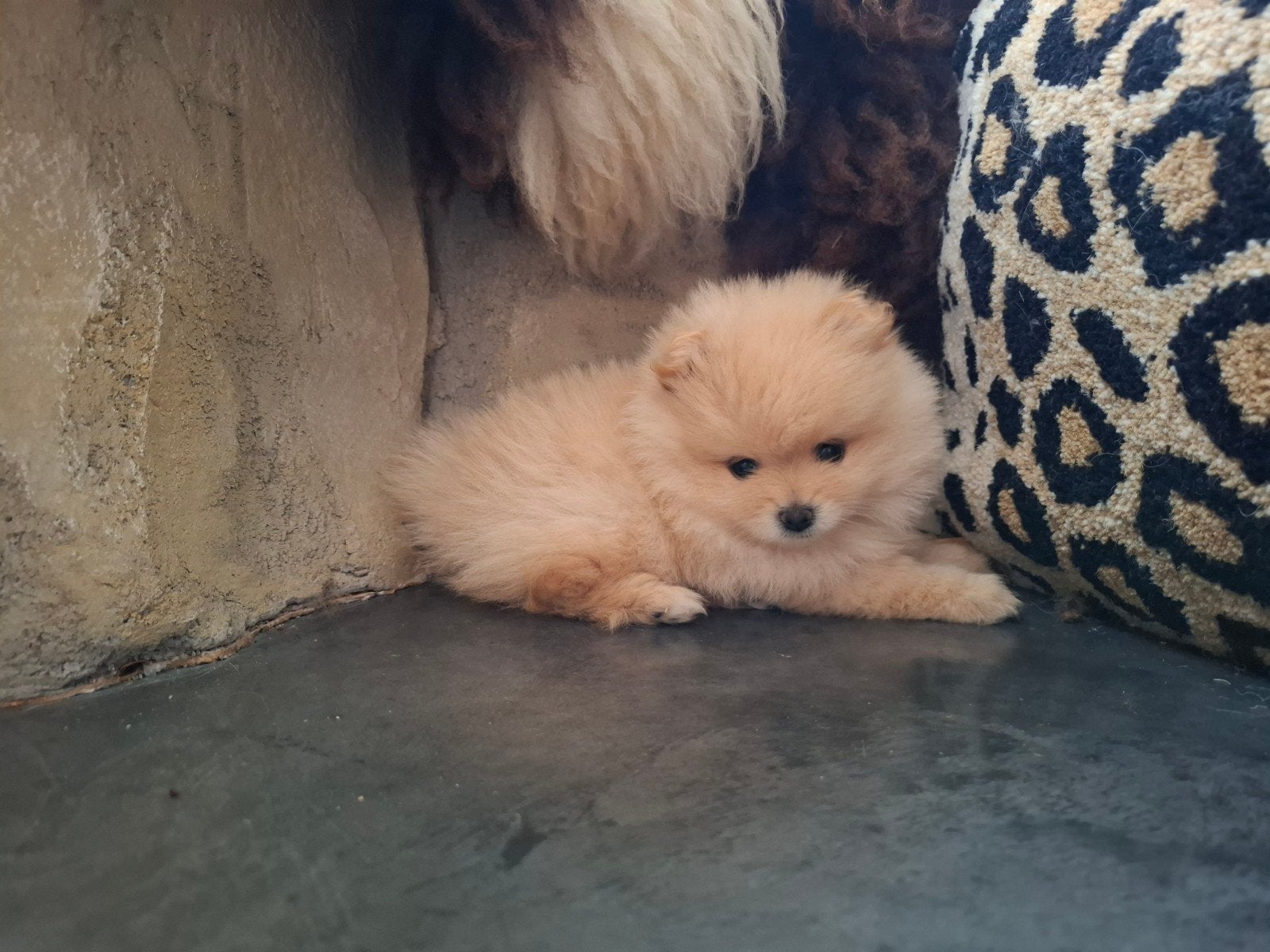 Pomeriaan pup, Keeshond, 8 tot 15 weken, Meerdere, Meerdere dieren