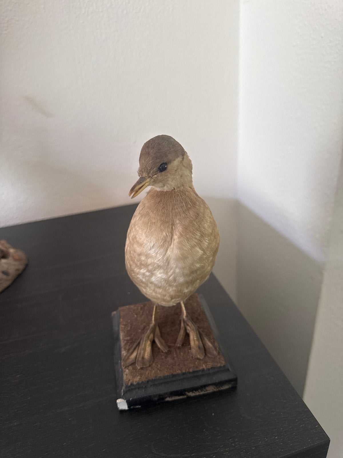 Opgezette Waterhoen - Decoratief Vogelobject, Ophalen of Verzenden, Gebruikt, Vogel, Opgezet dier