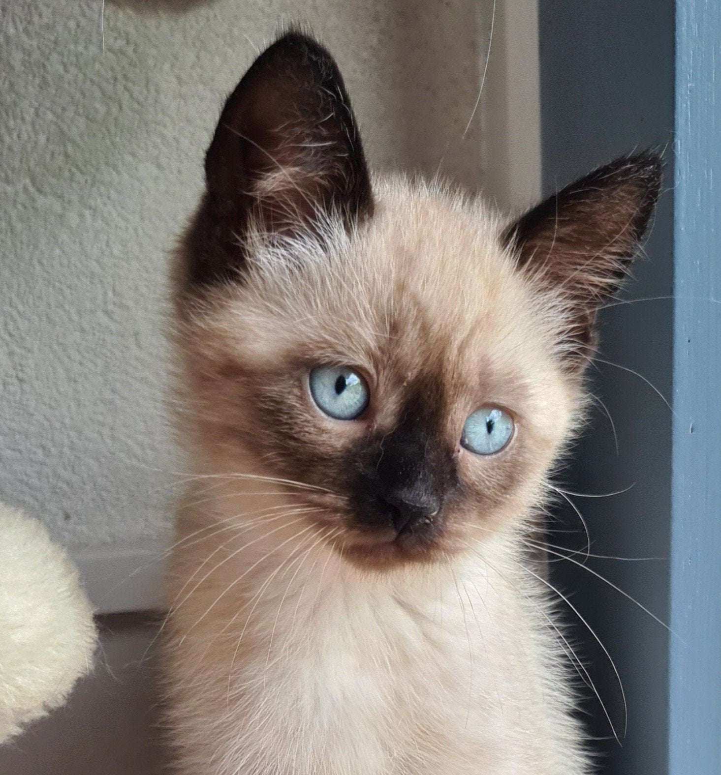 Prachtig katertje kruising Neva Masquerade, Kater, Ontwormd, 0 tot 2 jaar