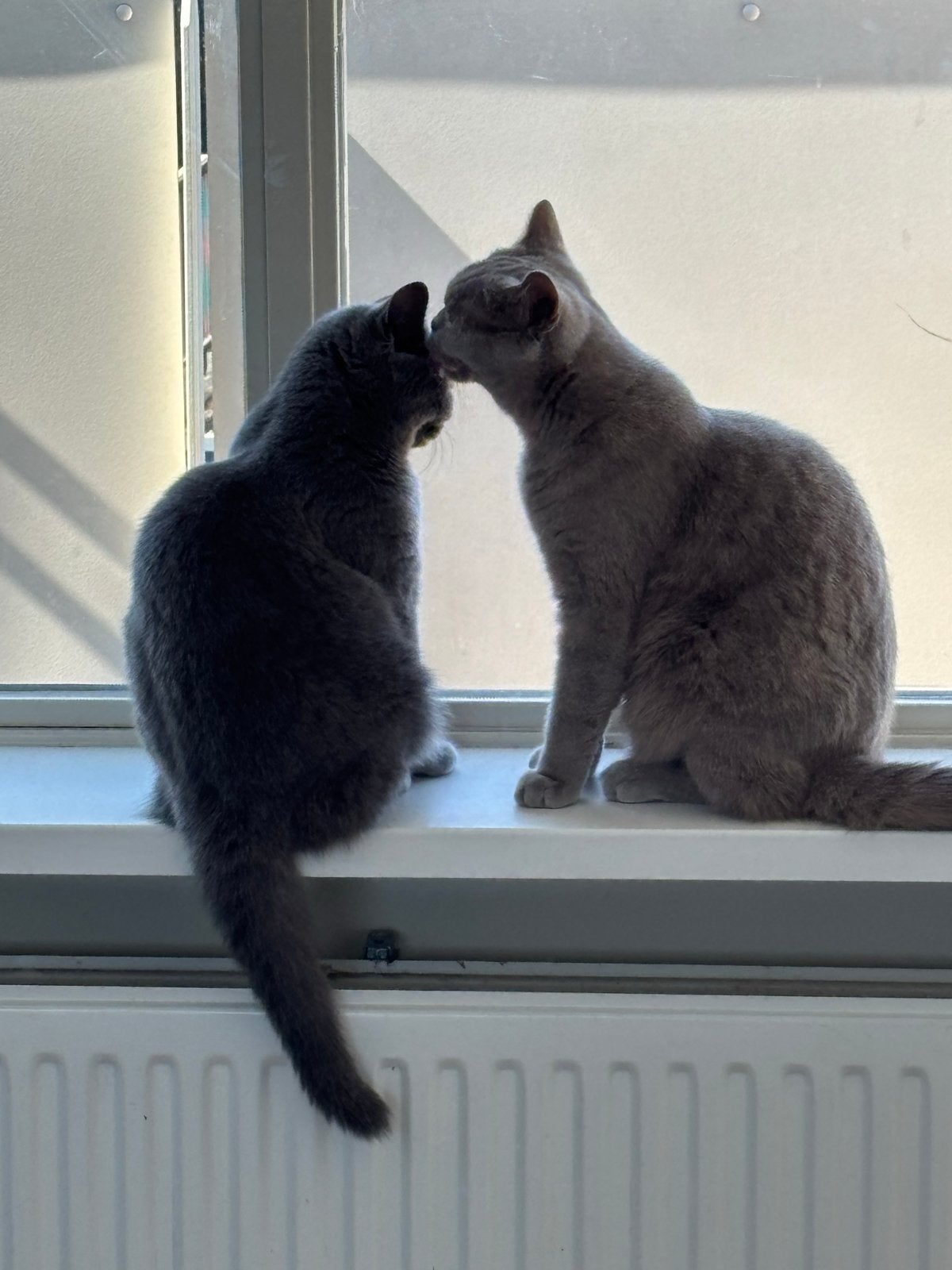 katten, Kater, Kortharig, 0 tot 2 jaar
