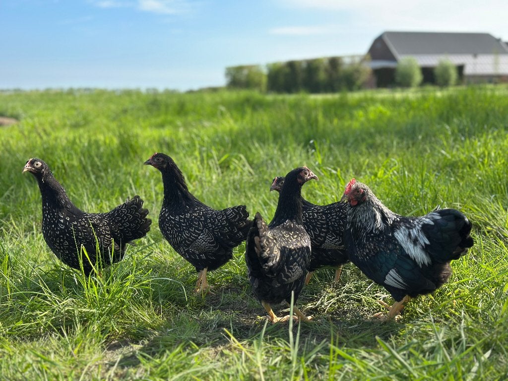 Jonge Barnevelder kriel zilver gezoomd gesekst & ingeënt, Dieren en Toebehoren, Pluimvee, Vrouwelijk, Kip