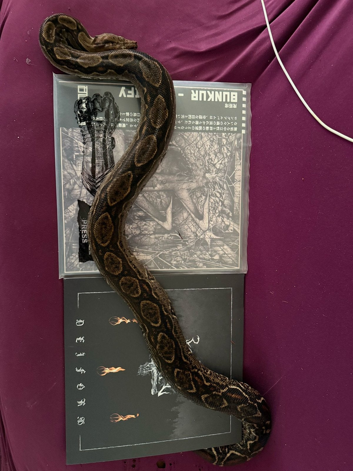 0.1 Sonora Boa Imperator Het Leopard 2018 Boa Constrictor photo 3
