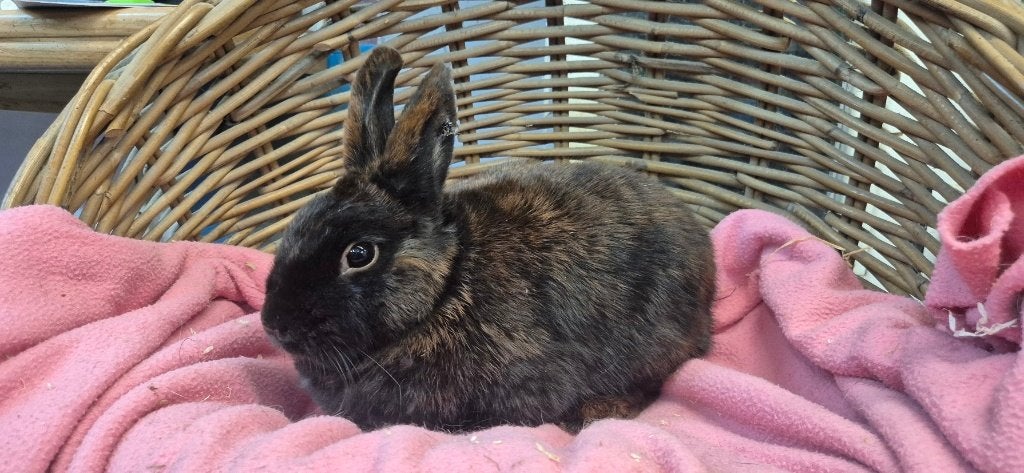 Voedster COOKIE uit de opvang zoekt een tehuis!, Dieren en Toebehoren, Konijnen, Vrouwelijk, Dwerg