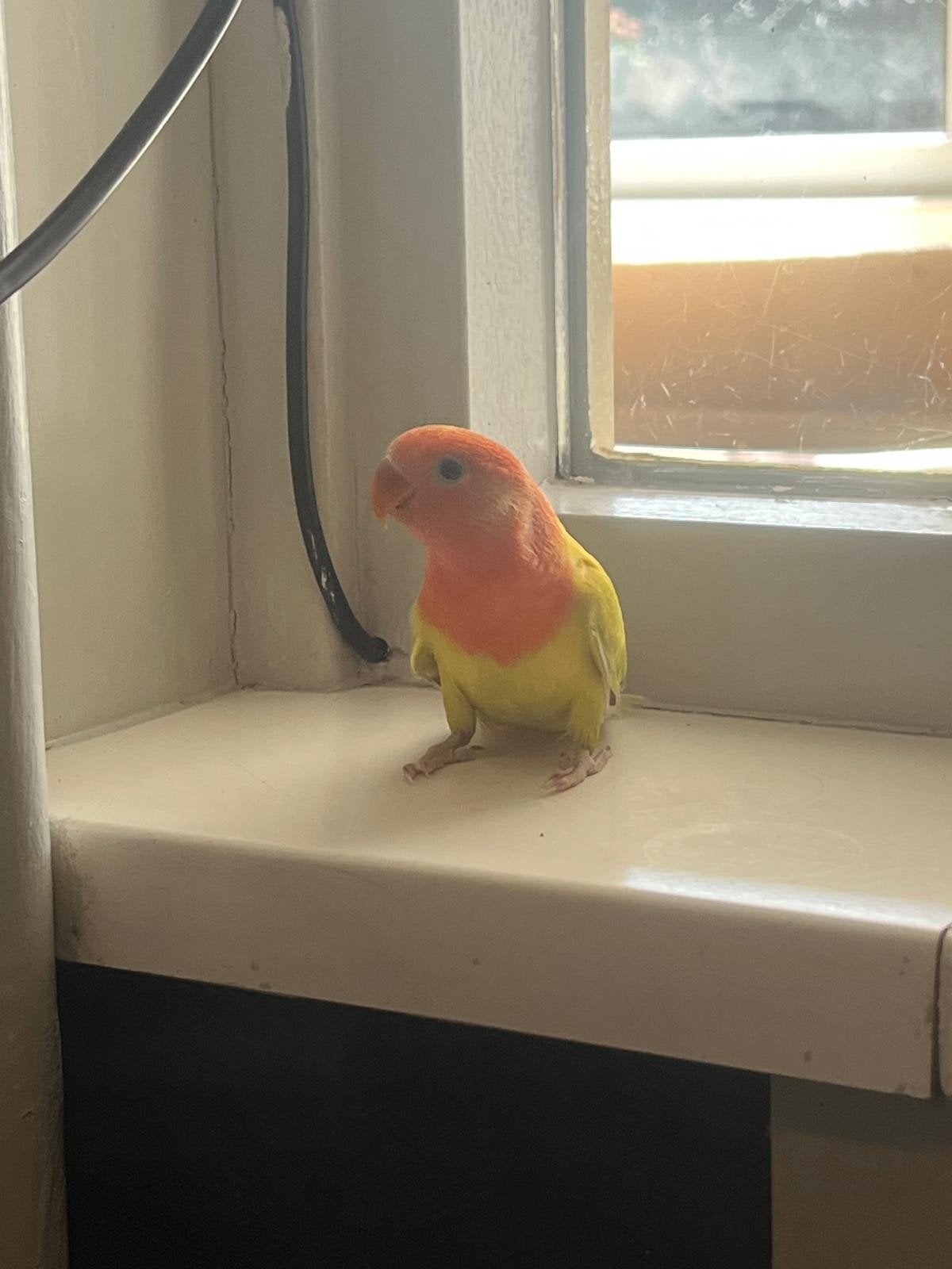 Baby parrot, only a month and a half old, flying and eating, Ophalen of Verzenden, Minder dan 500 stukjes