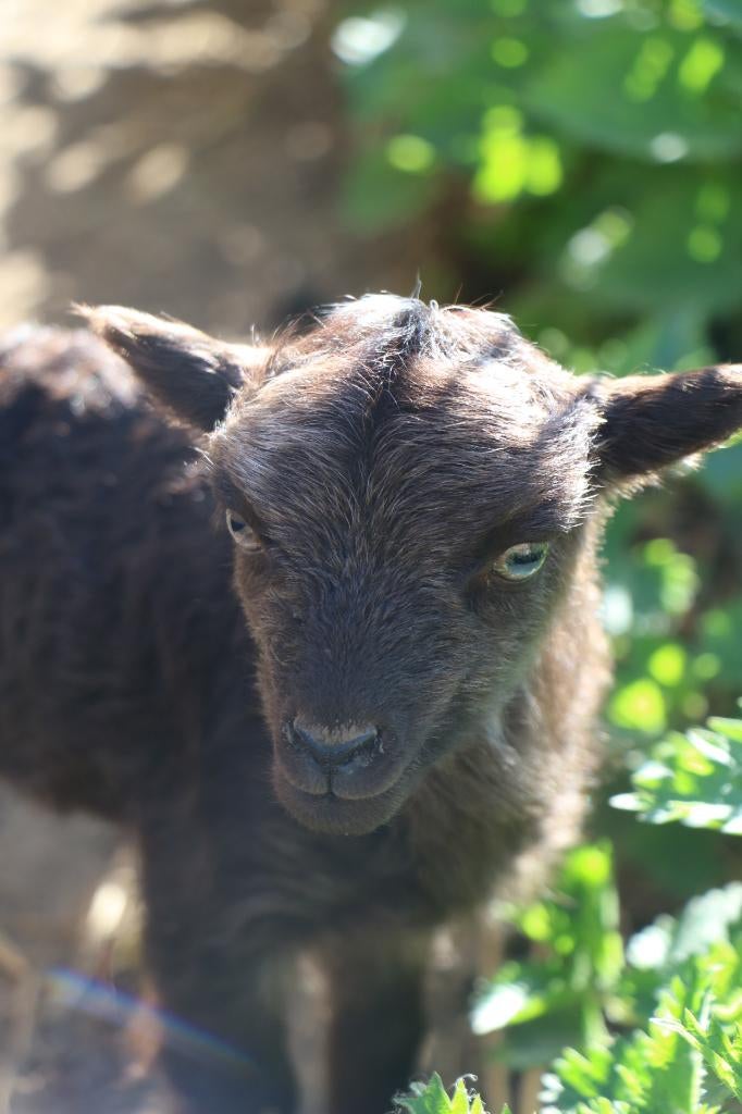 Ouessant lammetjes, Dieren en Toebehoren, Meerdere dieren, Schaap, 0 tot 2 jaar
