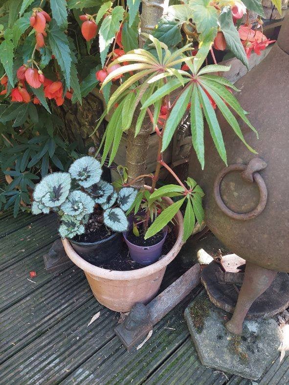 begonia's ook winterharde en vele andere planten, Ophalen, Halfschaduw, Minder dan 100 cm