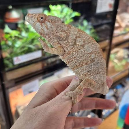 GEZOCHT !! Vrouw Ambilobe panterkameleon, Dieren en Toebehoren, 0 tot 2 jaar