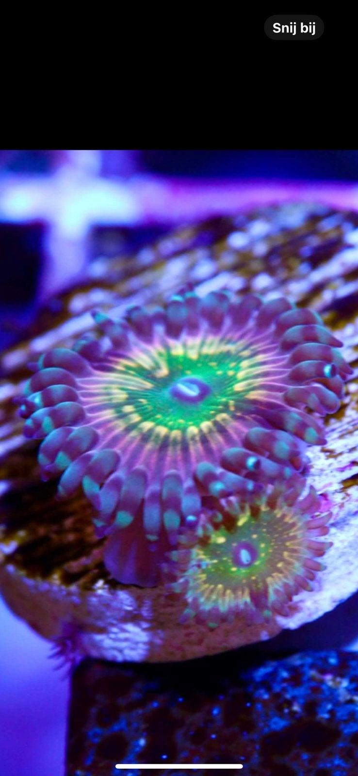 Ck Monsters inc zoa, Dieren en Toebehoren, Vissen | Aquariumvissen, Overige typen