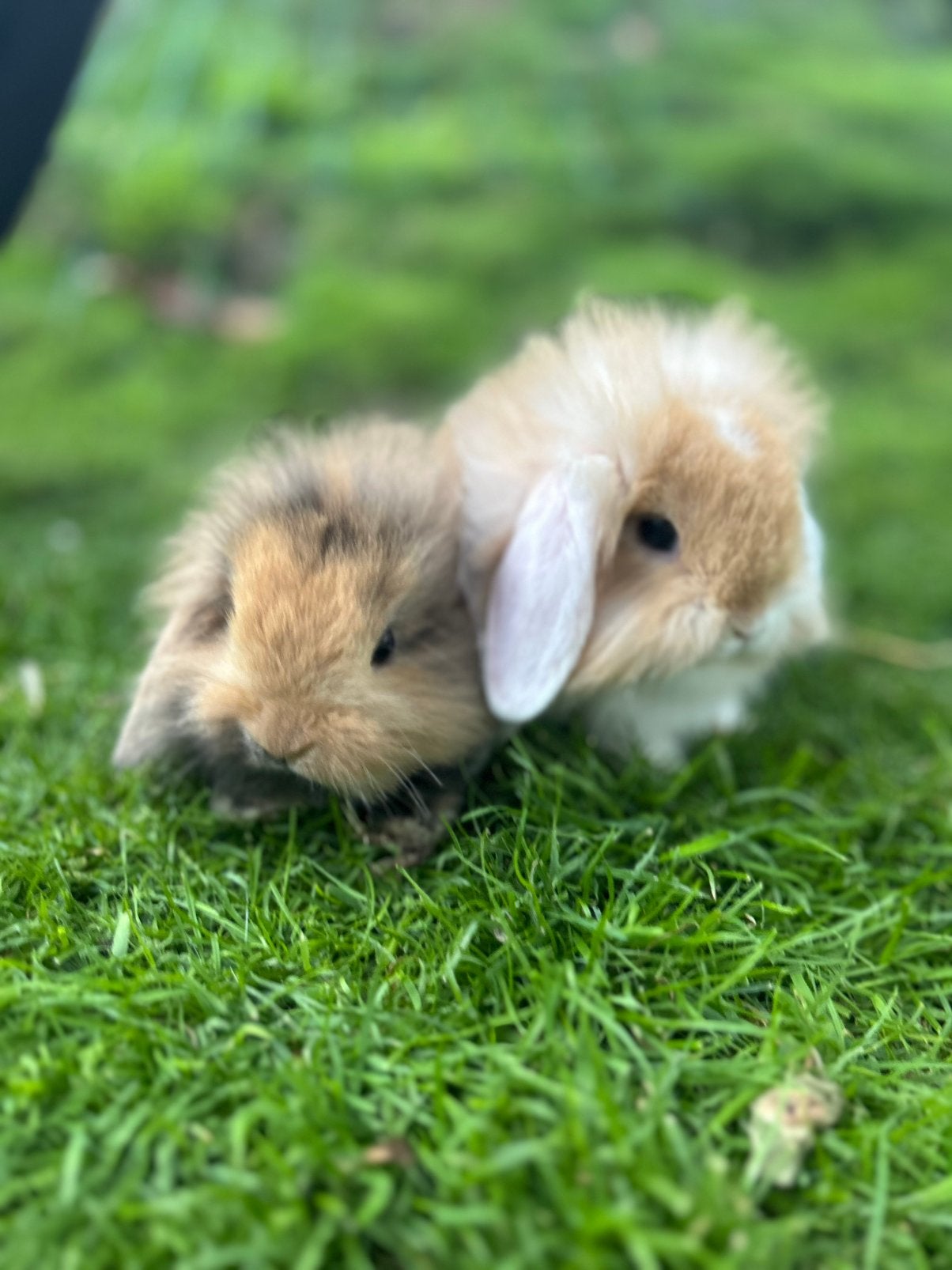 Leuke babykonijntjes, Dieren en Toebehoren, Konijnen, Meerdere dieren