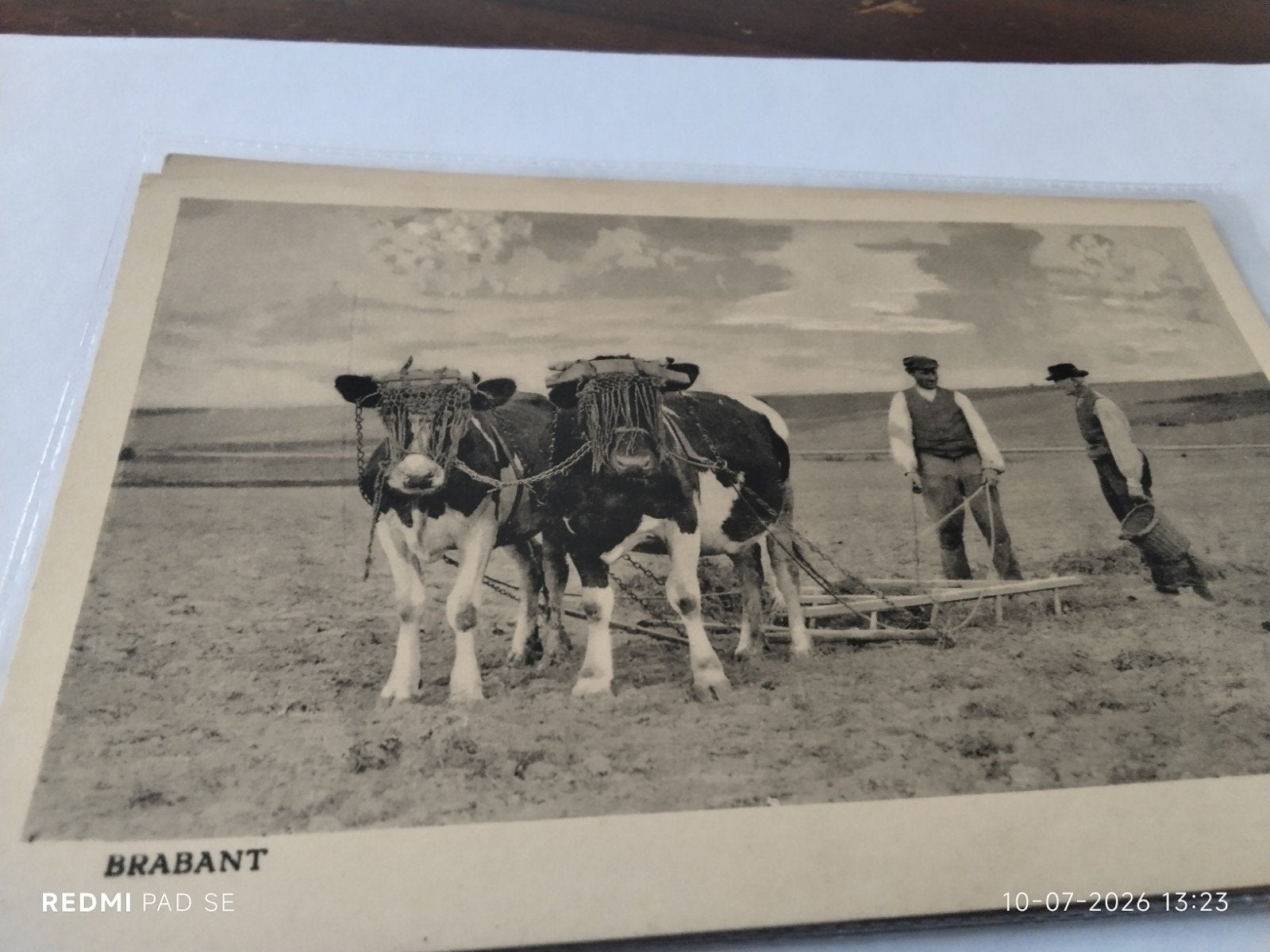 Oude ansichtkaart: Ossen aan het eggen in Brabant, Ophalen of Verzenden, Noord-Brabant