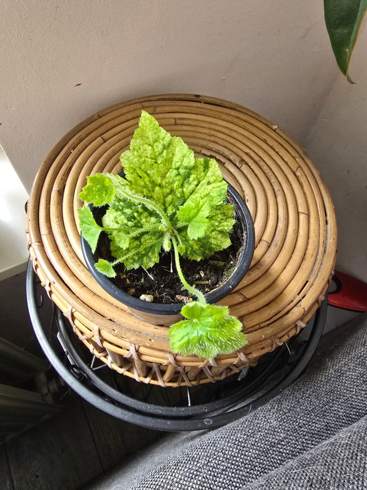 Tolmiea menziesii, Huis en Inrichting, Kamerplanten, Ophalen, Halfschaduw, Minder dan 100 cm