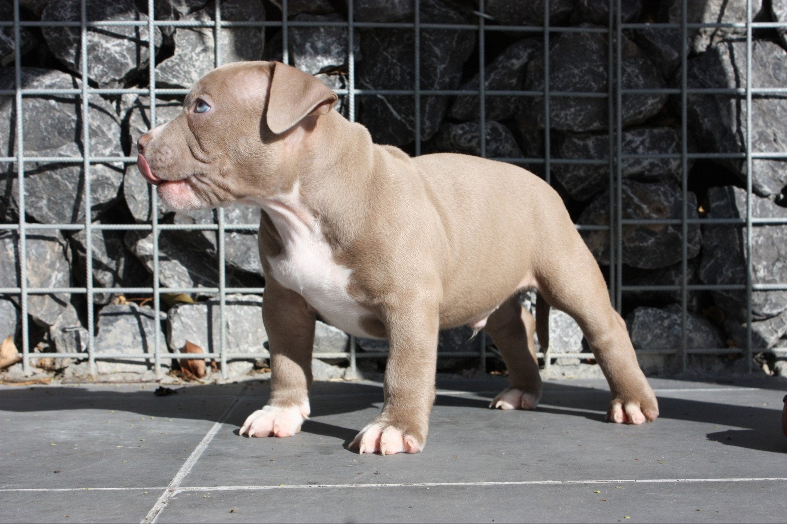 American Pocket Bullys, Dieren en Toebehoren, Overige rassen, 8 tot 15 weken, Meerdere, Meerdere dieren