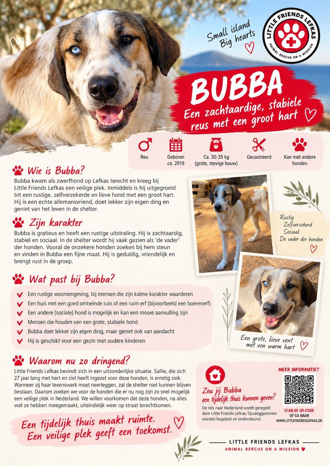 FOSTERGEZIN GEZOCHT VOOR BUBBA, Overige niveaus, Starter, Overige vormen