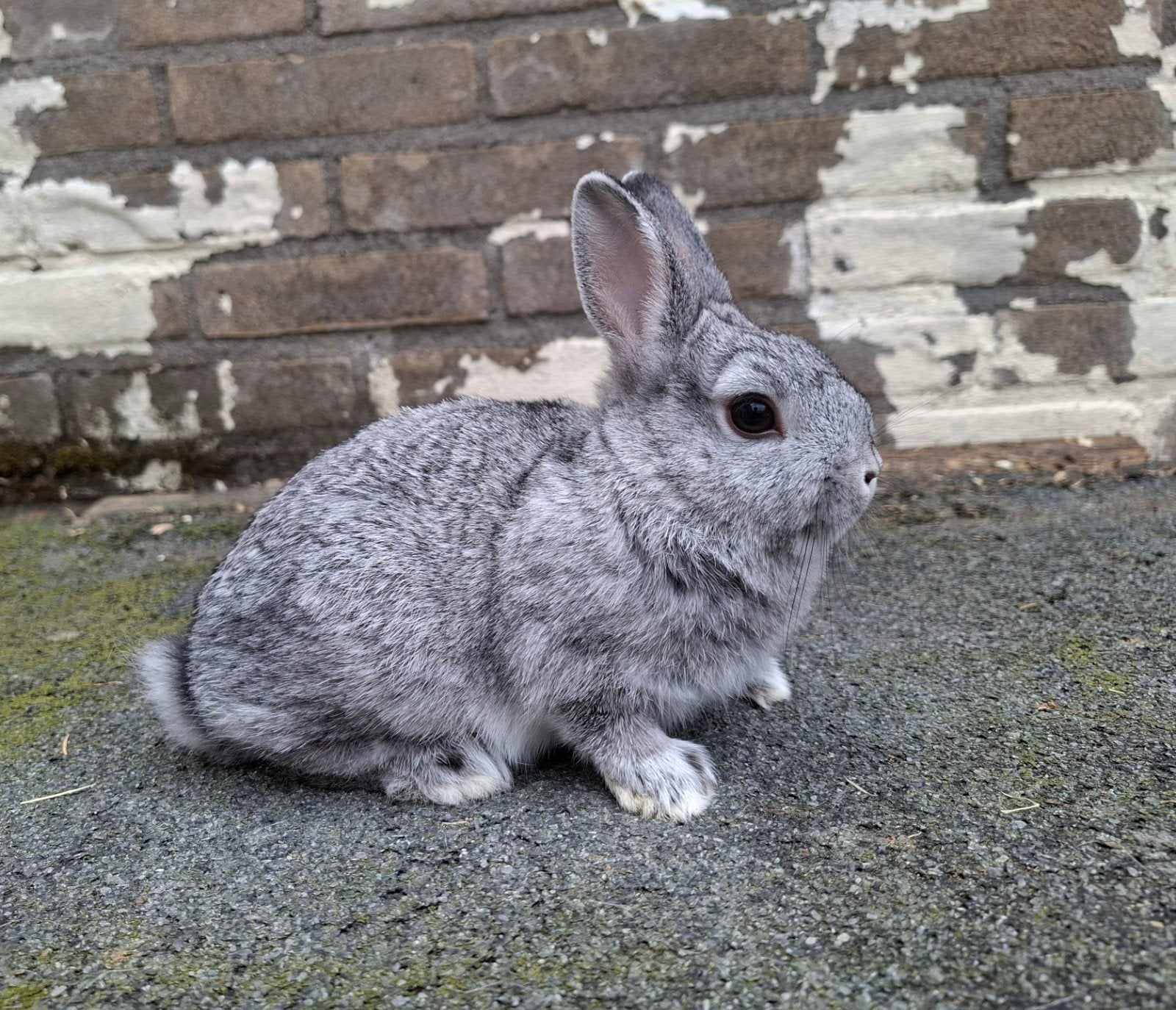 Kleurdwerg, chinchilla, Dieren en Toebehoren, Vrouwelijk, Dwerg, 0 tot 2 jaar