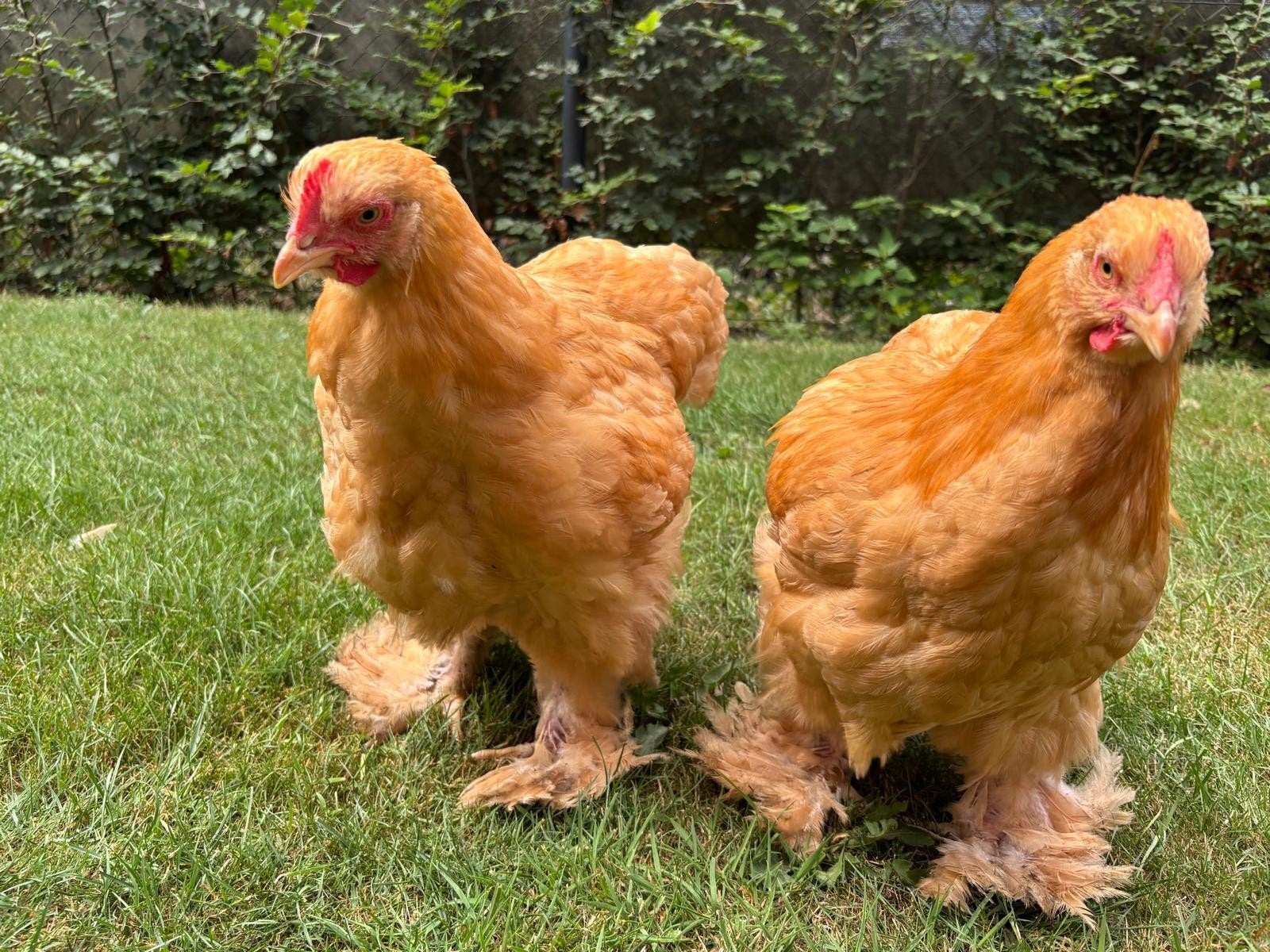 Cochin buff groot, Dieren en Toebehoren, Mannelijk, Kip