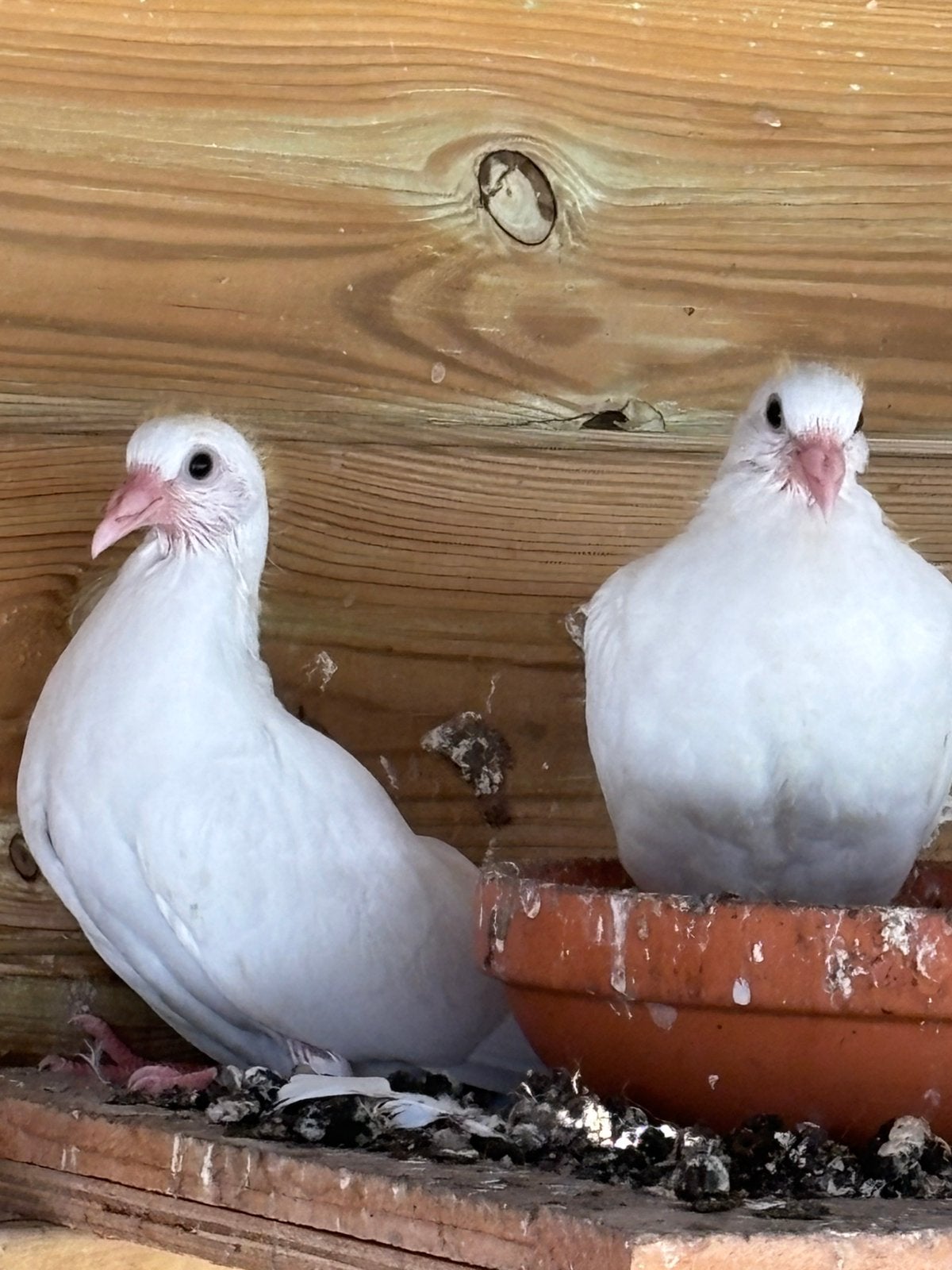 Koppeltje witte duiven, Meerdere dieren, Overige soorten