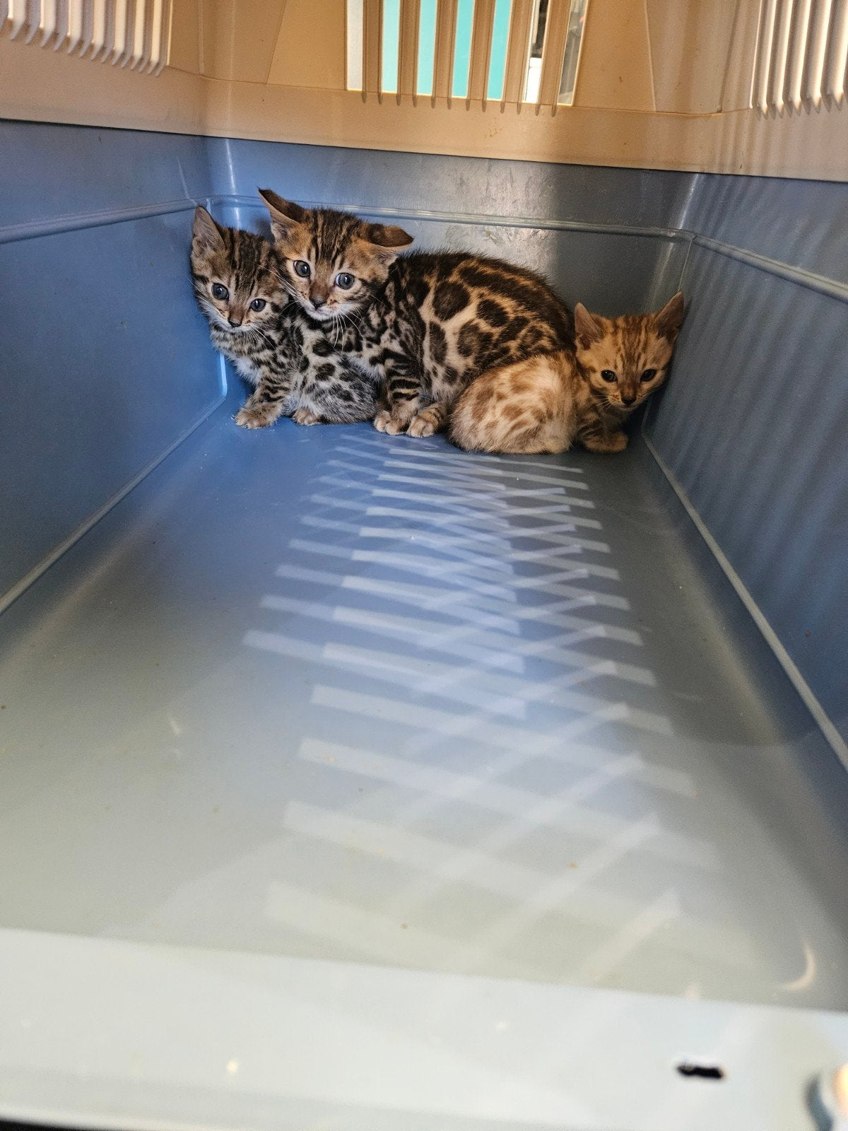 bengaalse kittens  3 poezen, Dieren en Toebehoren, Meerdere dieren, Gechipt