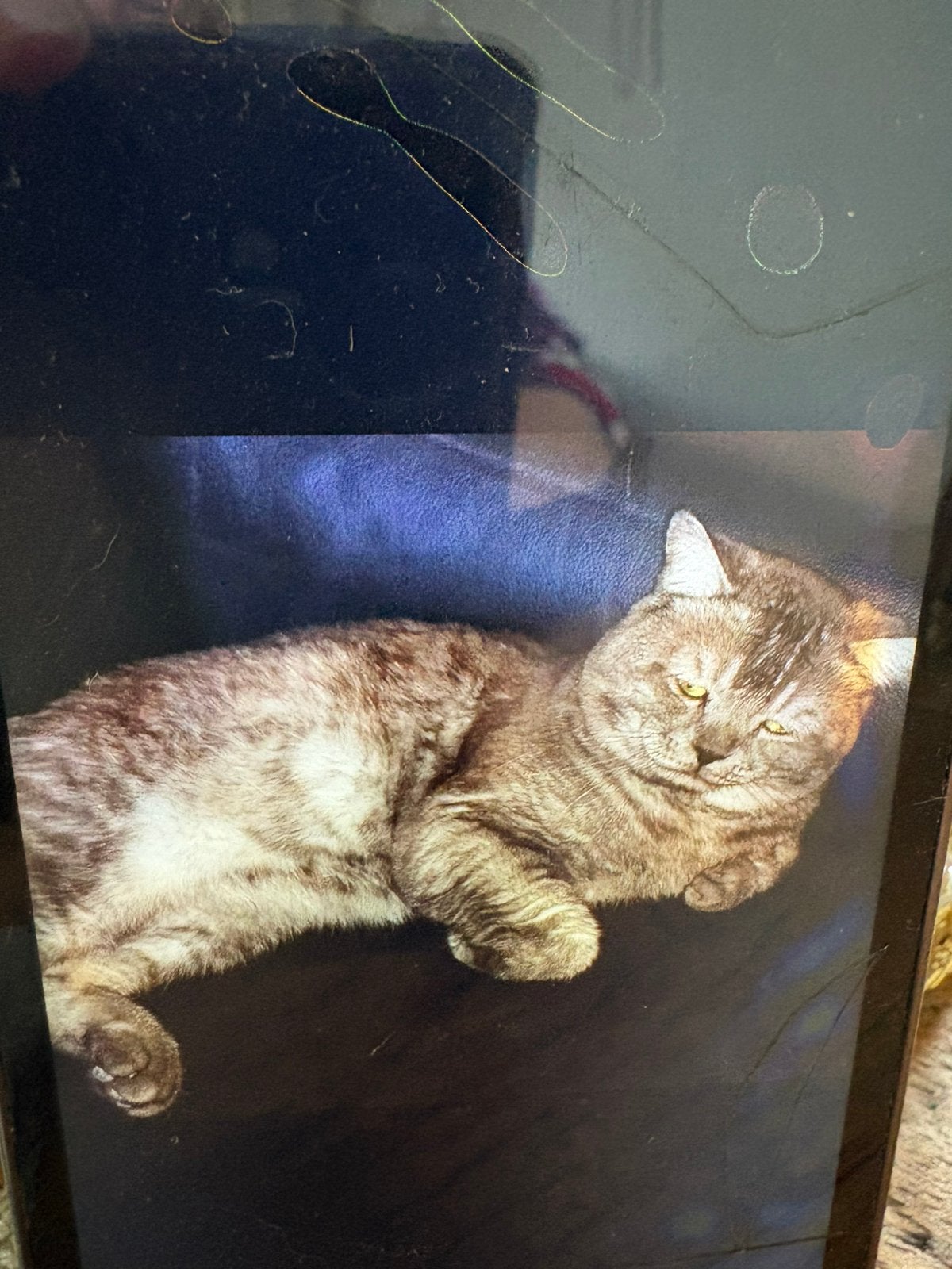 Britse korthaar/ zoekt gouden mandje, Dieren en Toebehoren, Katten en Kittens | Overige Katten, Kater