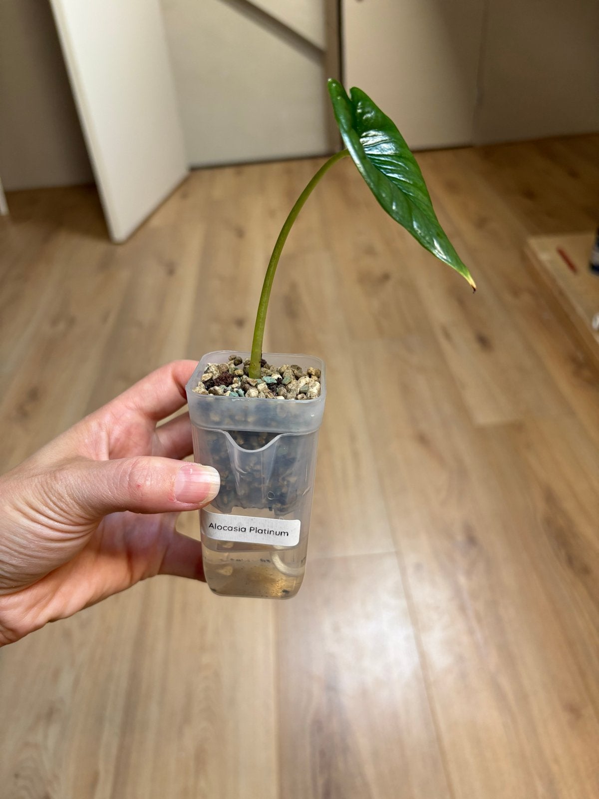 Alocasia Platinum, Overige soorten, In pot, Minder dan 100 cm, Groene kamerplant