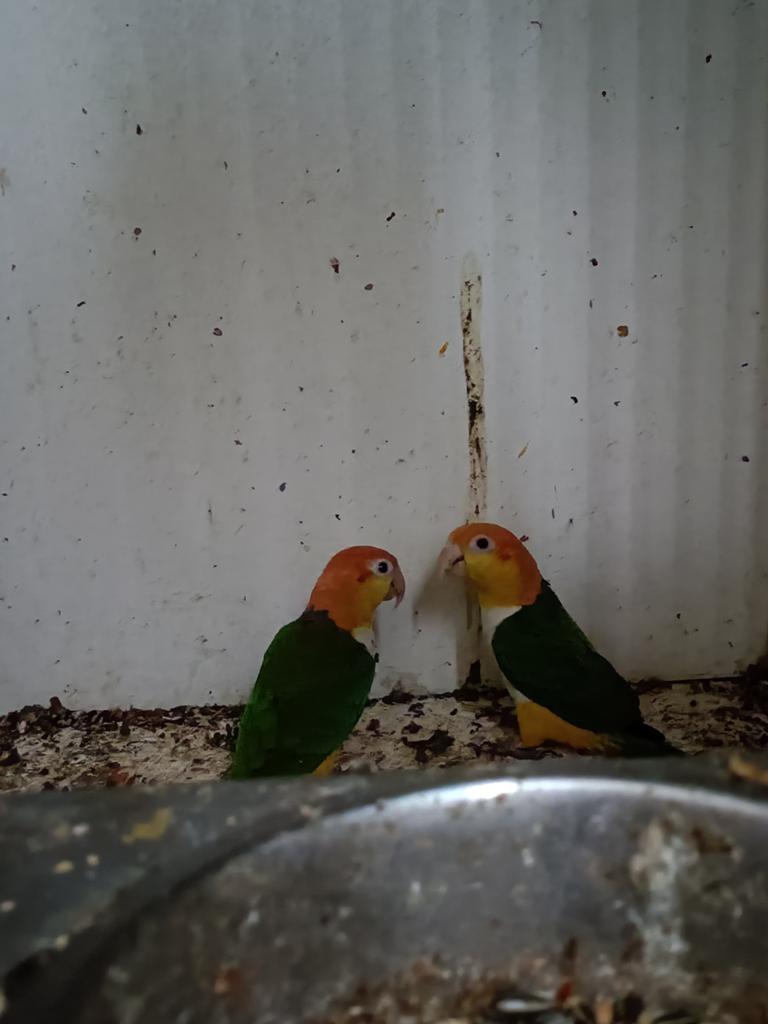 Roestkop caique, Dieren en Toebehoren, Mannelijk, Papegaai, Tam