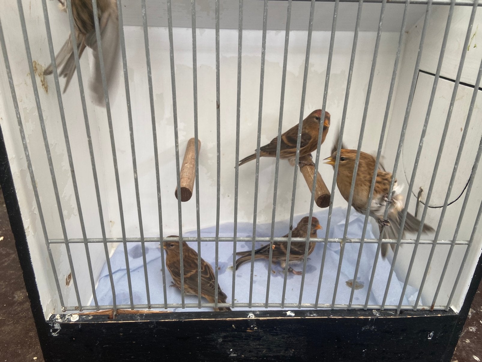 Kleine barmsijs wildkleur, Dieren en Toebehoren, Vogels | Overige Vogels, Meerdere dieren, Wildzangvogel
