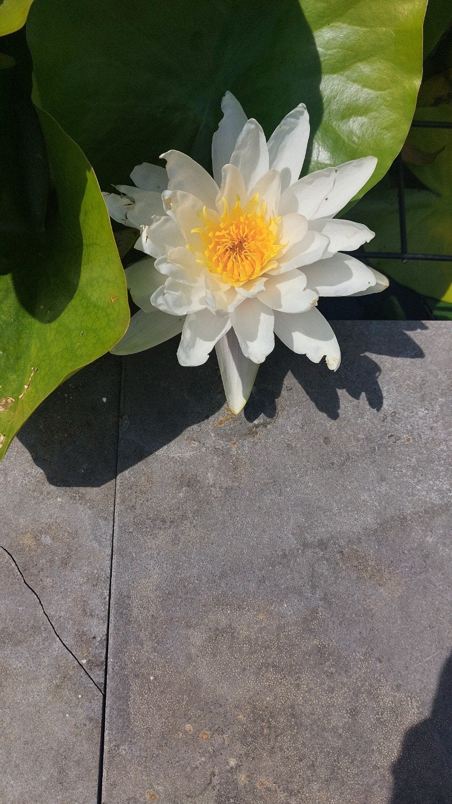 Prachtige Witte Waterlelie gratis, Ophalen, Volle zon, Vaste plant, Zomer