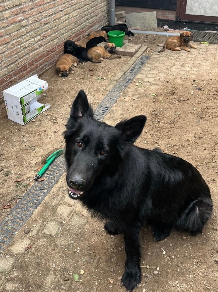 9 pups Oudduitse herder x Golden Retriever (Kruising), Golden retriever, 8 tot 15 weken, Parvo, Meerdere