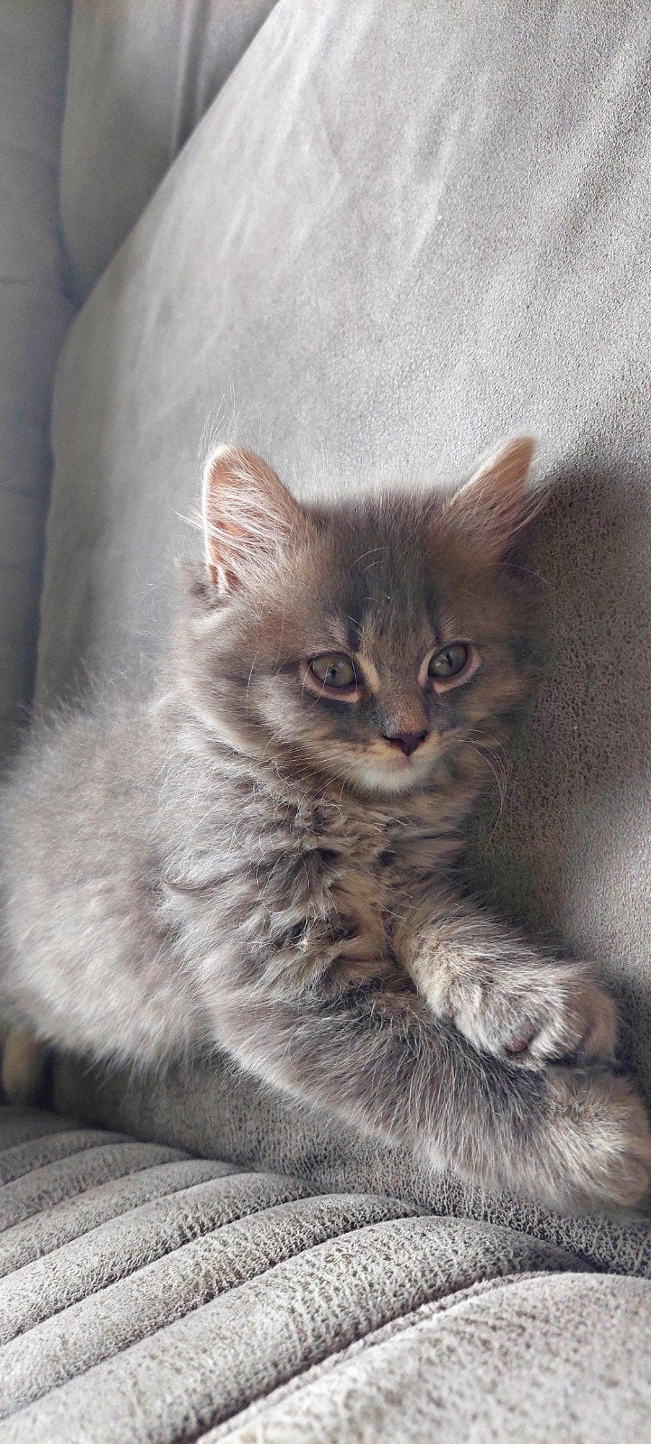 Poesje 10 weken, Dieren en Toebehoren, Poes, Kortharig, 0 tot 2 jaar