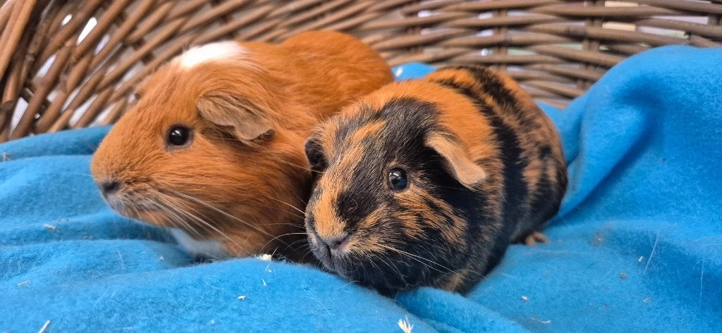 Caviakoppel KUIFJE & BOBBIE uit de opvang zoeken een tehuis!, Augustus, Meerdere dieren, Cavia