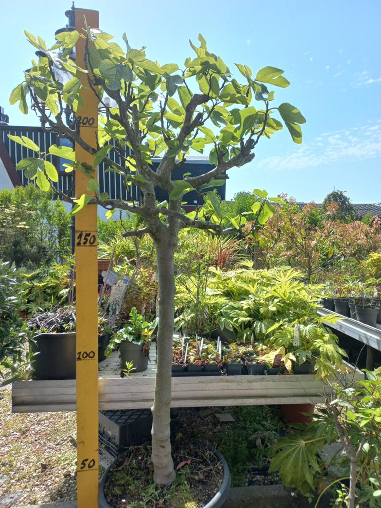 Prachtige Vijgenboom (Ficus carica) 225cm, Volle zon, Vaste plant, Bloeit niet, Ophalen