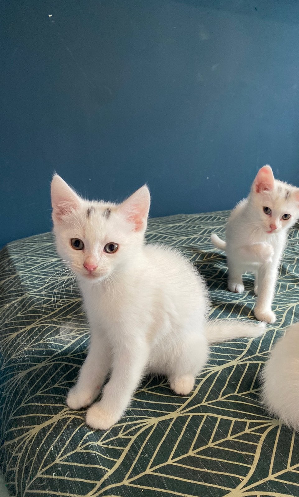 Nog 1 superlieve en speelse (witte) kitten️, Dieren en Toebehoren, Katten en Kittens | Overige Katten, Kater, 0 tot 2 jaar