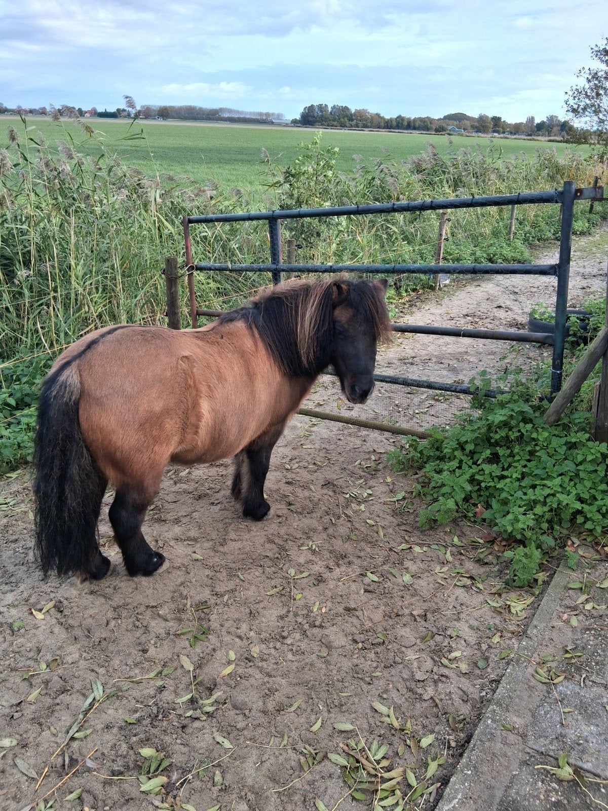 Mooie merrie te koop, A pony (tot 1.17m), 11 jaar of ouder, Recreatiepony, Merrie