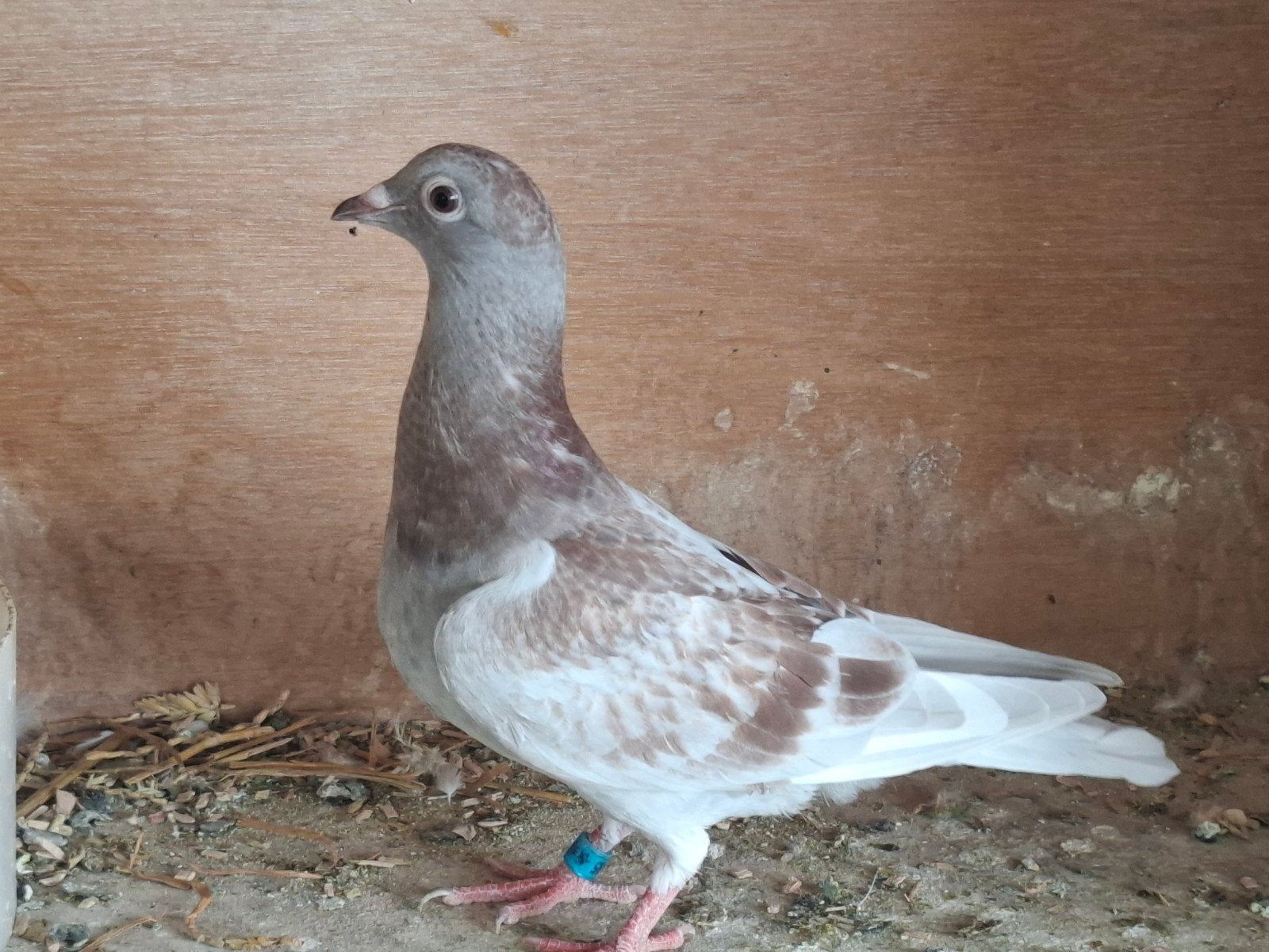 Jonge duif uit de Red Bullens lijn, Dieren en Toebehoren, Vogels | Duiven, Vrouwelijk, Postduif