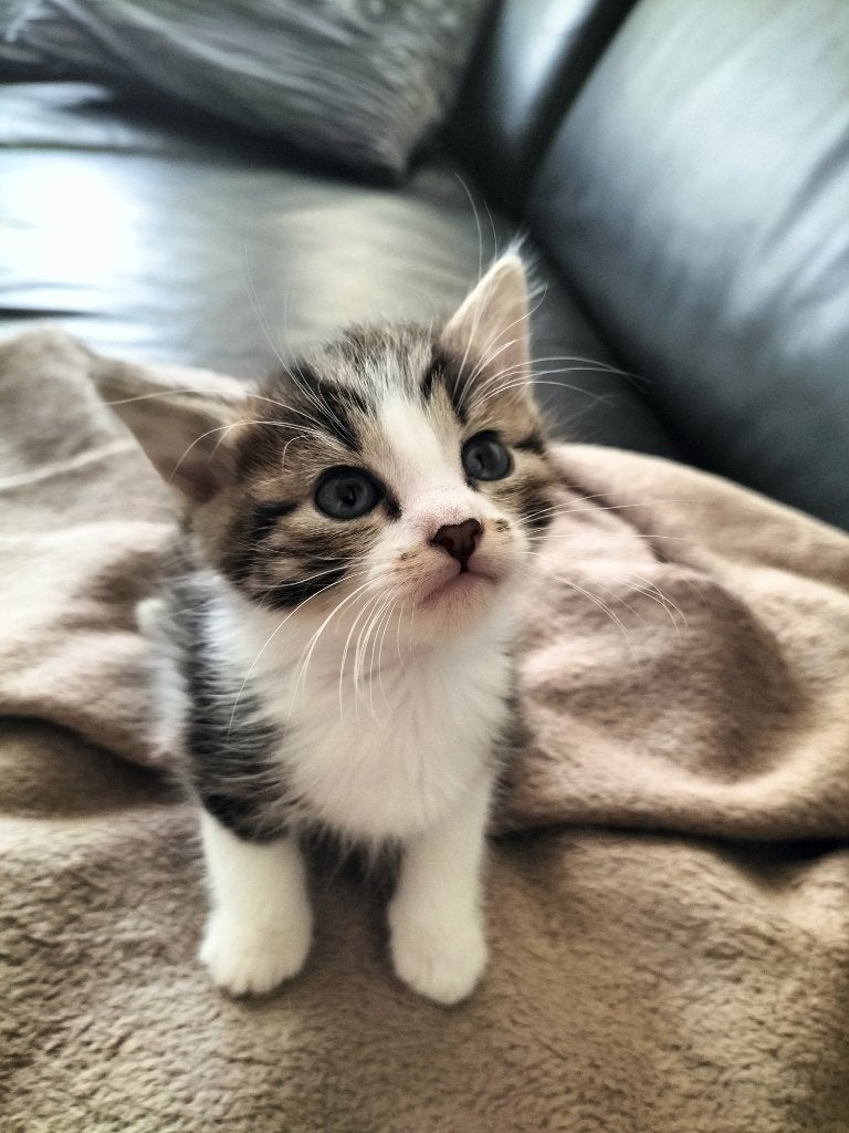 Te koop kruising Europees korthaar x Britse korthaar kittens, Kater, Kortharig, 0 tot 2 jaar