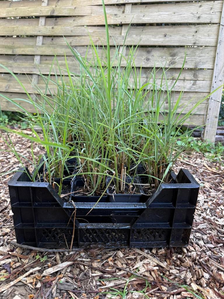 Miscanthus ‘Kleine Silberspinne’ partij – moet snel weg 🌿, Ophalen, Zo goed als nieuw
