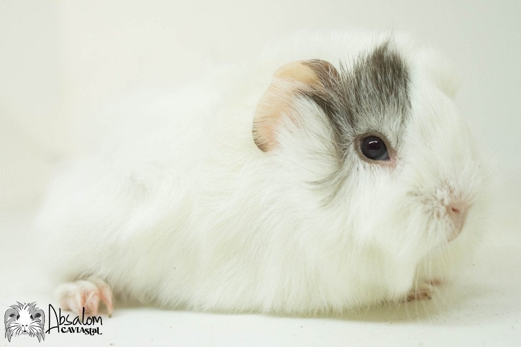 Choco zilvervos witte california choco? peruvian cavia zeug, Dieren en Toebehoren, Knaagdieren, Cavia, Augustus, Vrouwelijk, Tam