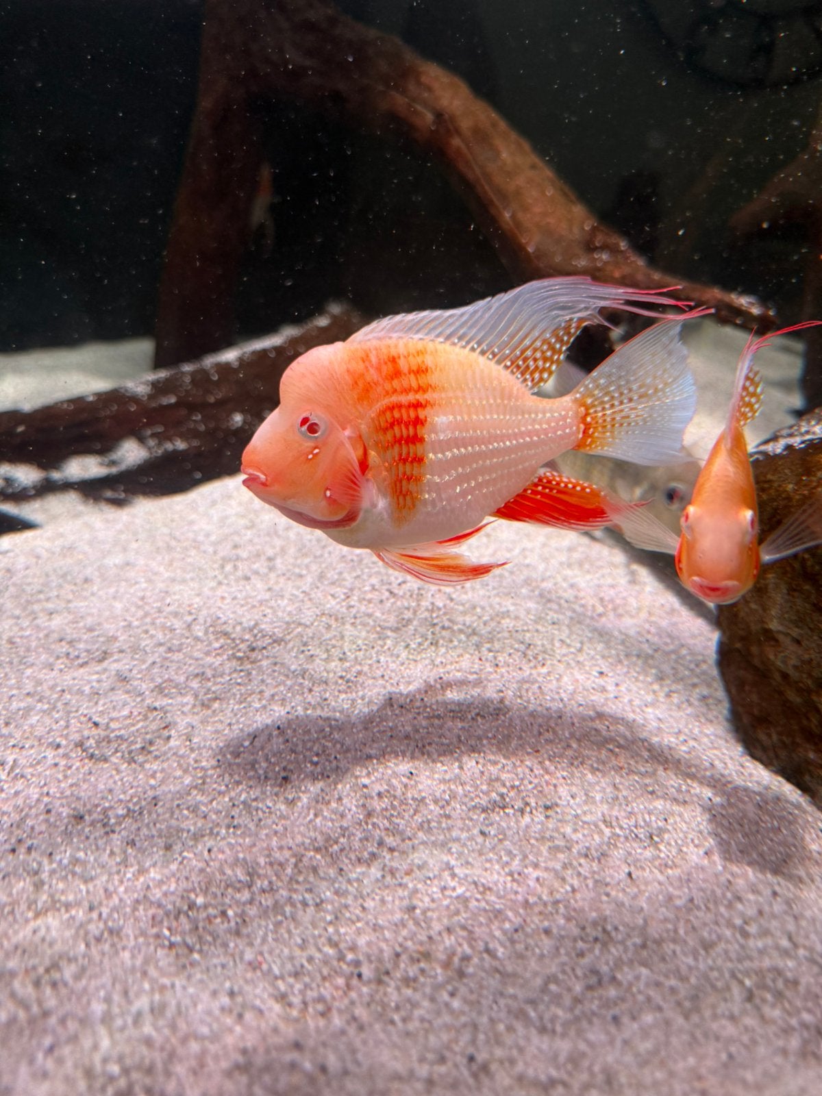 Acarichthys heckelii albino cichlide, Vis