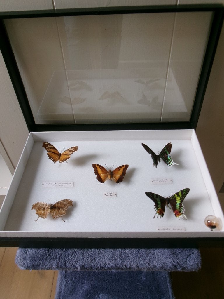 Prachtige opgezette vlinders in een zwarte houten kastje, Ophalen of Verzenden, Zo goed als nieuw, Insect, Opgezet dier