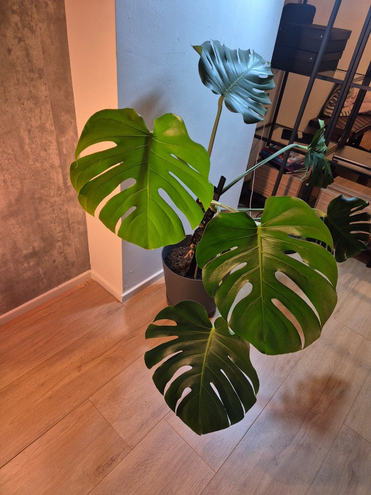 Gatenplant: Monstera, Ophalen, 100 tot 150 cm, Overige soorten, Halfschaduw