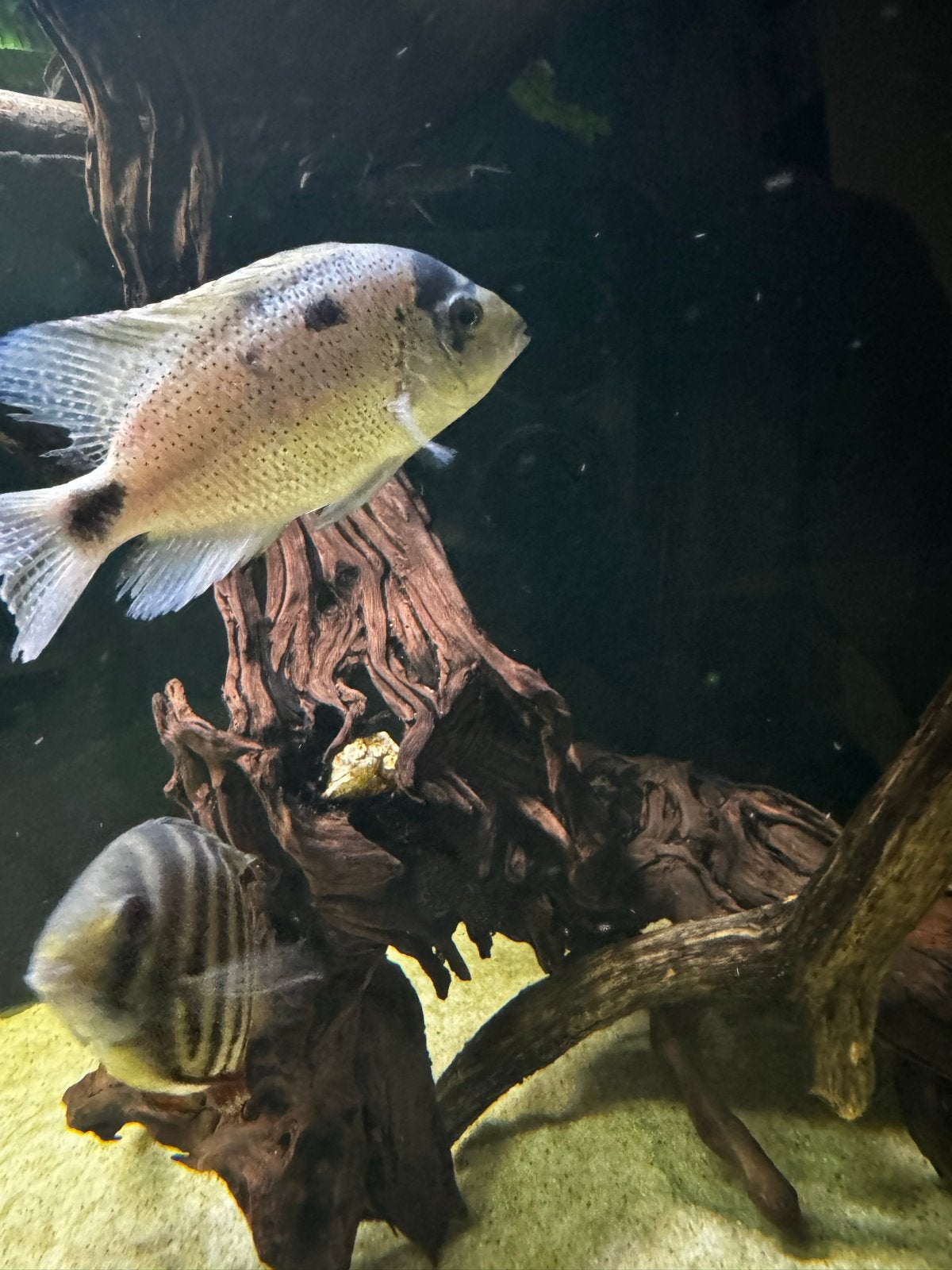 Aquariumvissen, Dieren en Toebehoren, Vis, Zoetwatervis