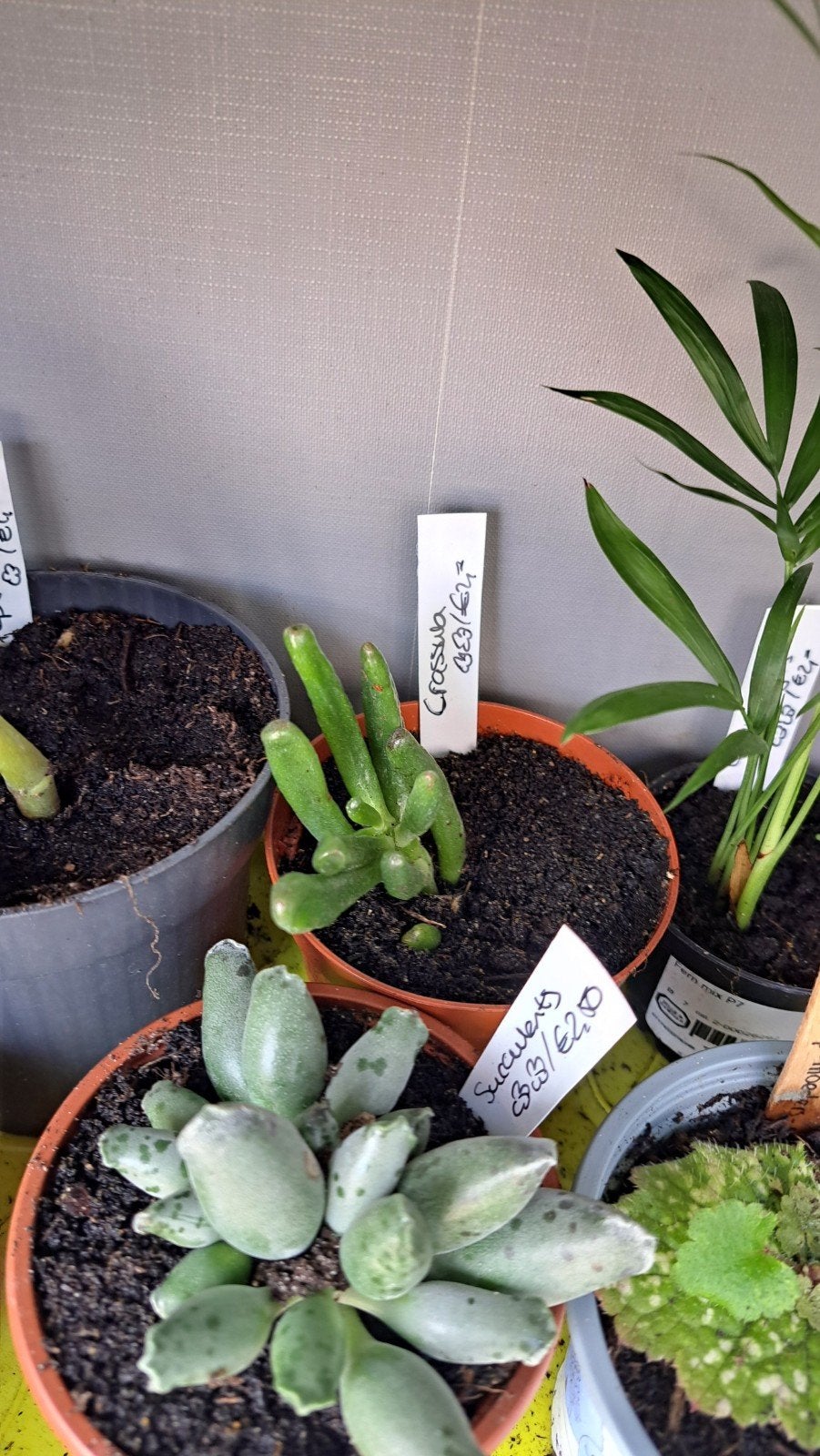 Crassula, Ophalen, Halfschaduw, Minder dan 100 cm