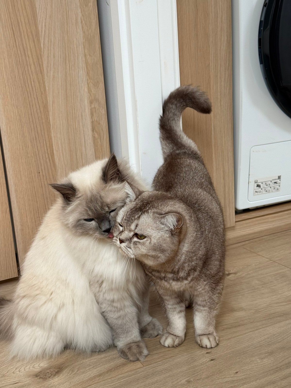 Ragdoll & britse korthaar | zie prijs per kat beschrijving, Meerdere dieren, Met stamboom, 0 tot 2 jaar