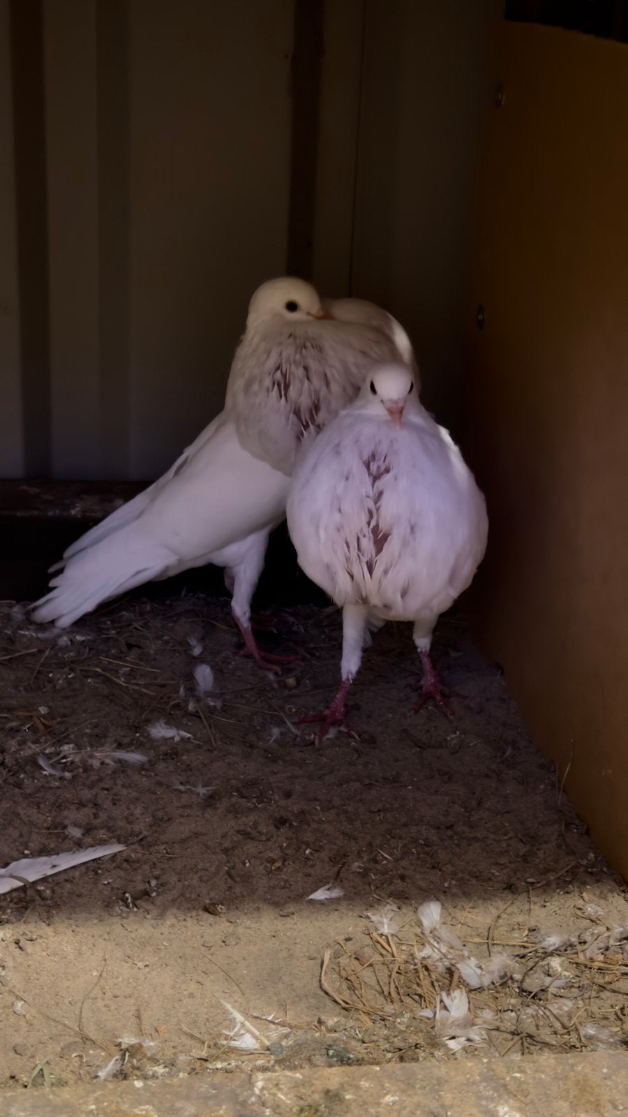 Kropper pigeon, Dieren en Toebehoren