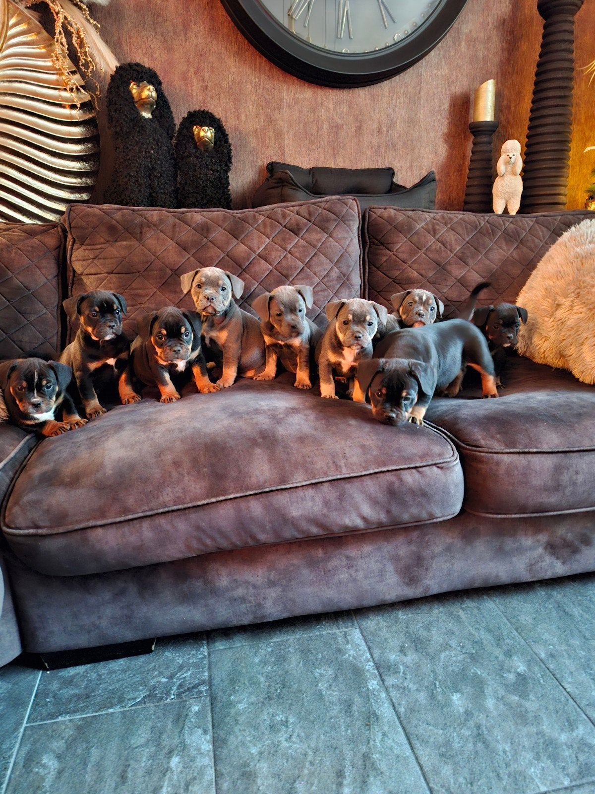 old english bulldog x franse bulldog pups, Dieren en Toebehoren, 8 tot 15 weken, Bulldog, Meerdere, Meerdere dieren