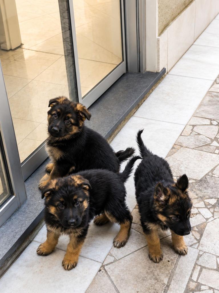 Duitse Herder Pups, Dieren en Toebehoren, Honden | Herdershonden en Veedrijvers, België, Particulier, 8 tot 15 weken, Parvo