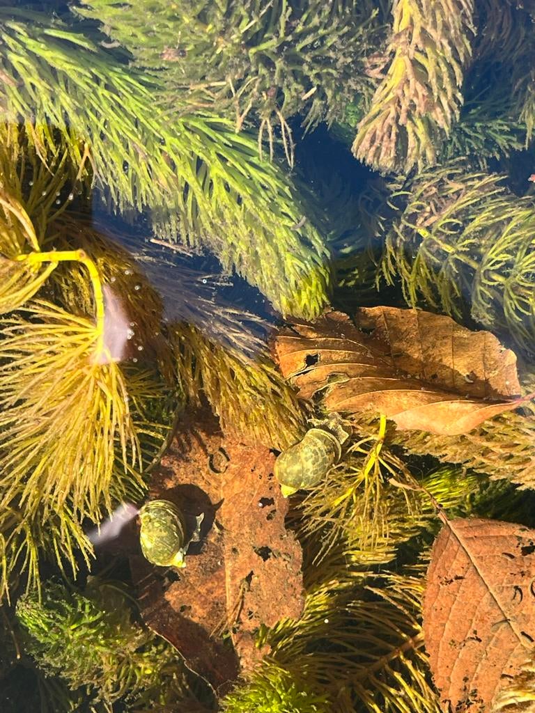 Poelslakken, de natuurlijke vijver-cleaner!