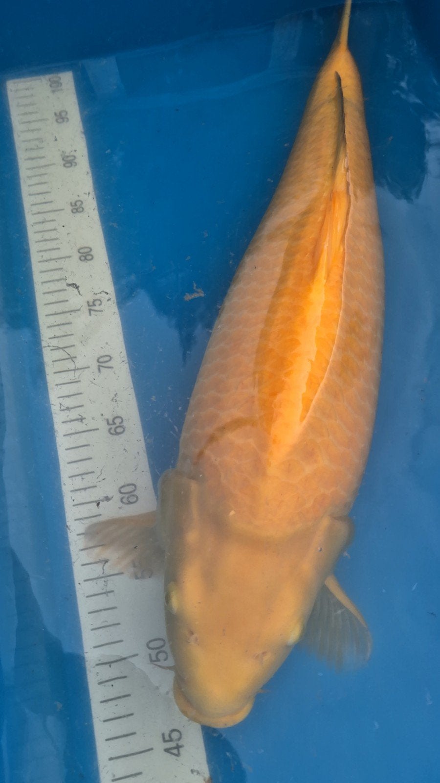 konishi karashigoi, nisai, female 64/65cm, Dieren en Toebehoren, Karper of Koi